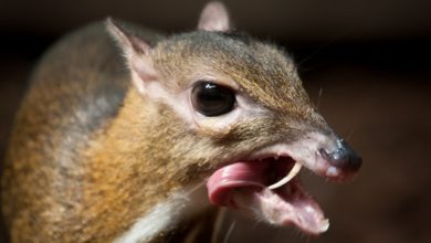 Take a Look at the Scary Vampire Deer before It Disappears 41 Copy of tumblr mxbfw4Nojv1sqmphzo1 1280 Take a Look at the Scary Vampire Deer before It Disappears - 41