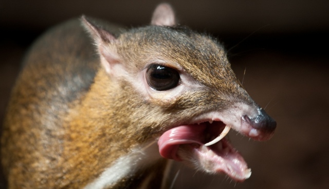 Copy of Take a Look at the Scary Vampire Deer before It Disappears - water deer 1