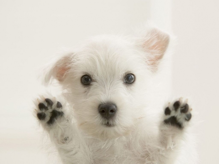 Cute-Westie-Puppy-westies-23783525-1600-1200