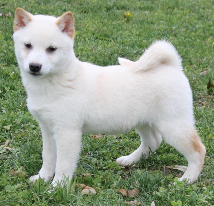 What is The Dog Breed Shiba Inu Puppies? 16 IMG_3402.321123432_std