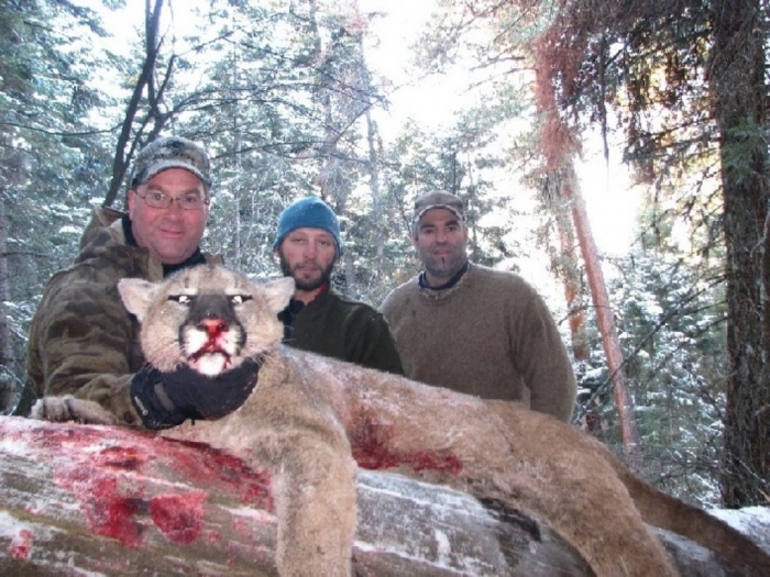 Mountain Lion “The Large Cat” ... Most Hidden Facts 15 Idaho-Mountain-Lion-Hunting-Outfitter