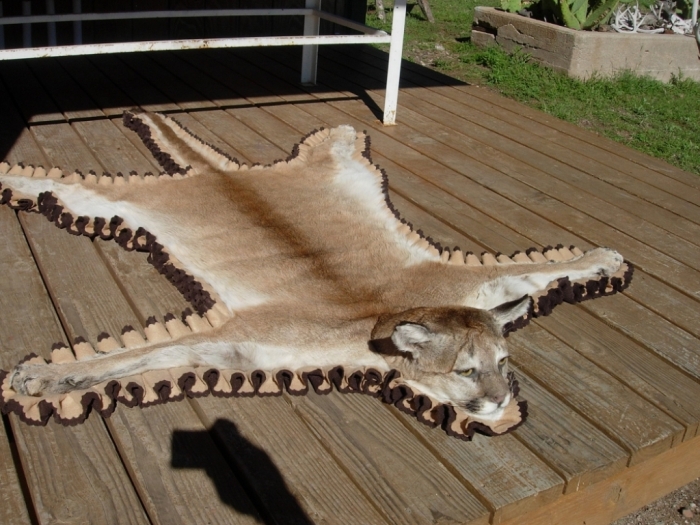 Mountain Lion “The Large Cat” ... Most Hidden Facts 16 _Jerry_Andazola_New_Mexico_Mountain_Lion_Rug_2006D