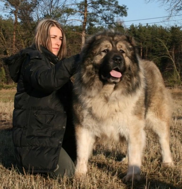 Kavkazskoy_Natsionalnosti_NURBAY_18 Top 7 Strangest Caucasian Mountain Dog Facts