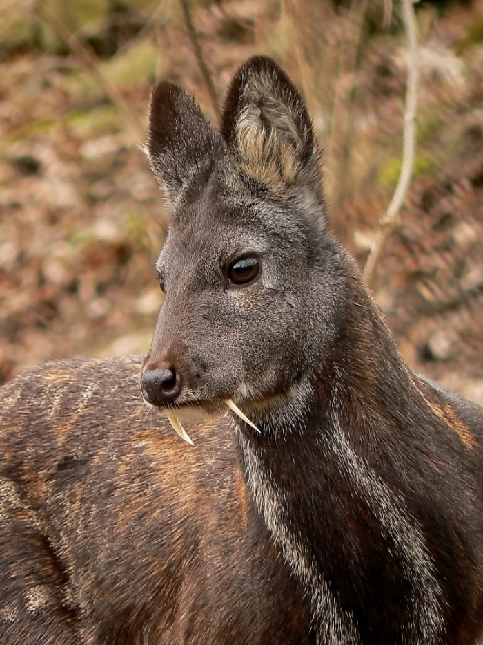 Take a Look at the Scary Vampire Deer before It Disappears 10 Moschus_moschiferus_in_Plzen_zoo_(12.02.2011)