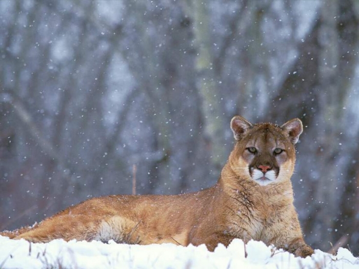 Mountain Lion “The Large Cat” ... Most Hidden Facts 9 Mountain Lion, Colorado