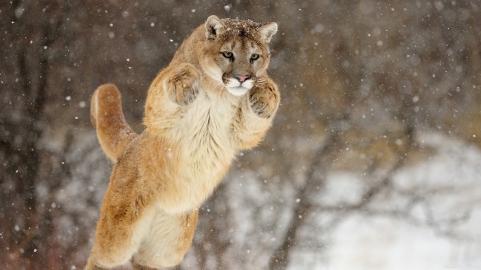 Mountain Lion “The Large Cat” ... Most Hidden Facts 3 Mountain-Lion-Leaping-Wallpaper