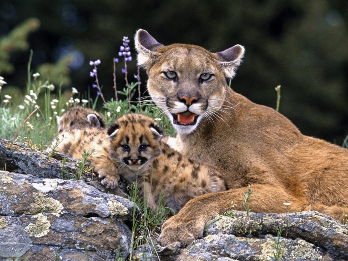 Mountain Lion “The Large Cat” ... Most Hidden Facts 6 Mountain Lion