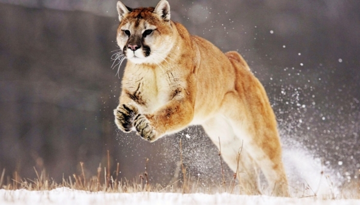 Mountain_Lion_Wide Mountain Lion “The Large Cat” ... Most Hidden Facts