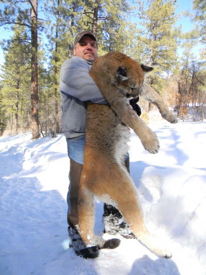 New-Mexico-Mountain-Lion-Hunt-632 Mountain Lion “The Large Cat” ... Most Hidden Facts