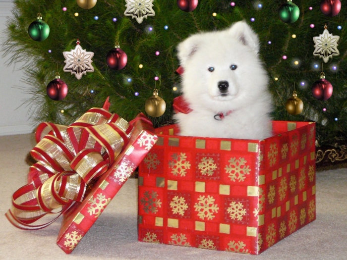 Do You Like the Fluffy Samoyed Puppies? 10 RyderPerfect_Puppy2