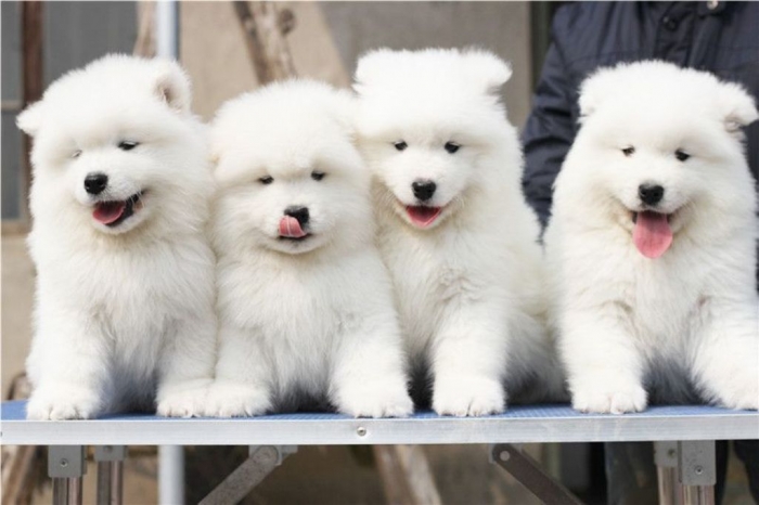 Do You Like the Fluffy Samoyed Puppies? | Pouted.com