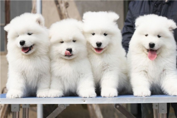 Samoyed-Puppies-Photos