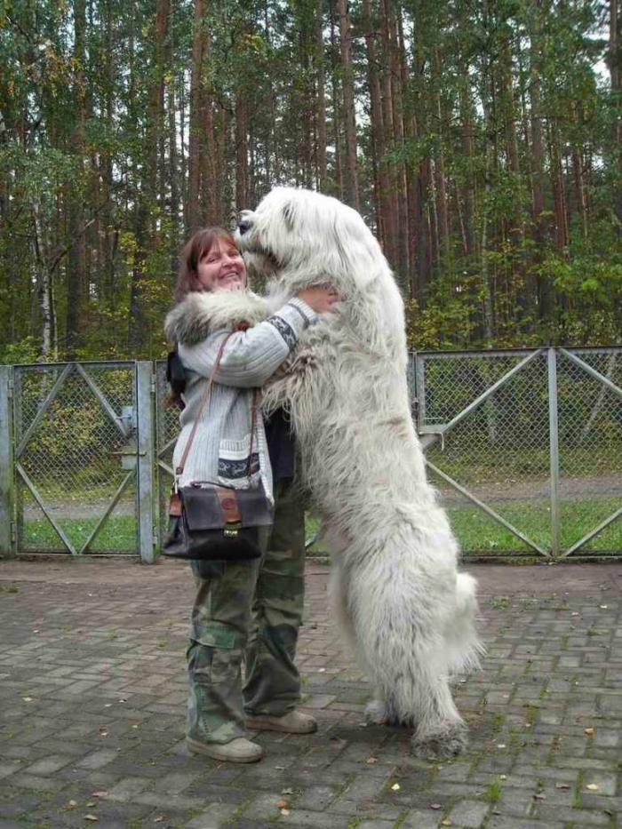 South-Russian-Ovcharka-Alex-Snow-Rose Top 7 Strangest Caucasian Mountain Dog Facts