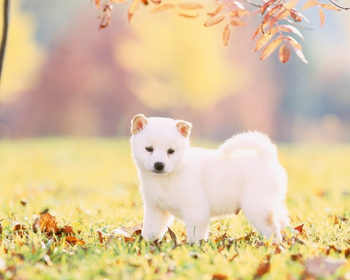 What is The Dog Breed Shiba Inu Puppies? 8 SuperStock_1269-2558