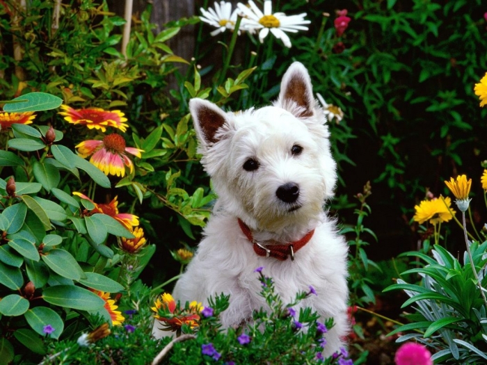 West-Highland-Terrier