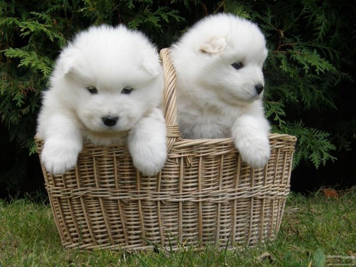 Do You Like the Fluffy Samoyed Puppies? 11 animal-wallpapers-siberian-samoyed-puppy-wallpaper-30966