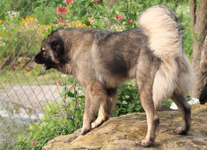 animals_other_caucasian-ovcharka_65716