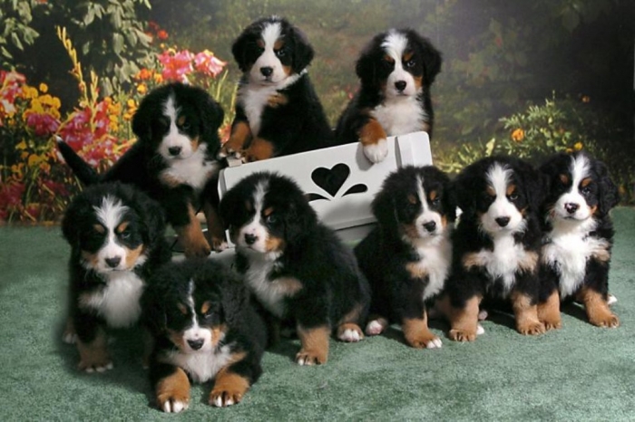 bernese-mountain-dog-puppies-qpthmwkt-e1394049156428