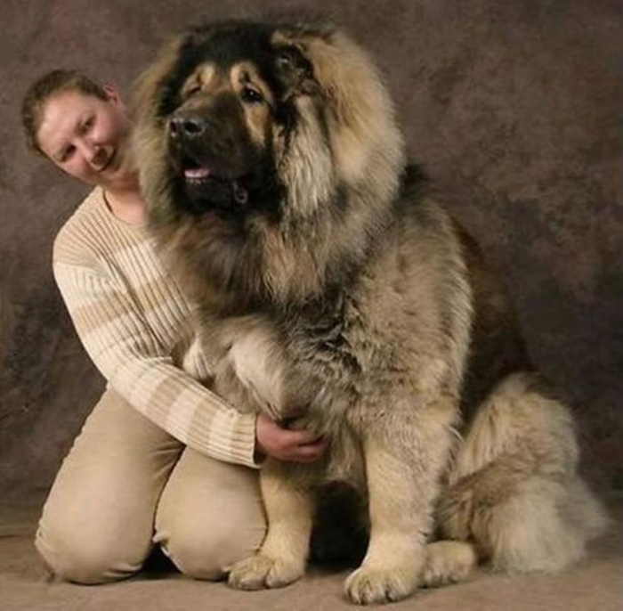 big-dog-breeds Top 7 Strangest Caucasian Mountain Dog Facts