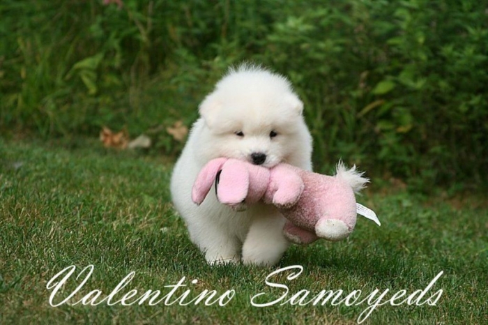 Do You Like the Fluffy Samoyed Puppies? 18 breeder_881_6993