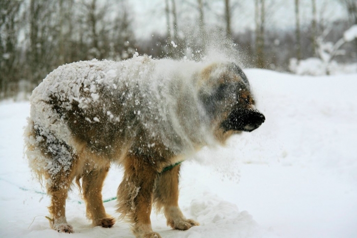 caucasian_shepherd_dog_by_kariliimatainen-d5u0vrp Top 7 Strangest Caucasian Mountain Dog Facts