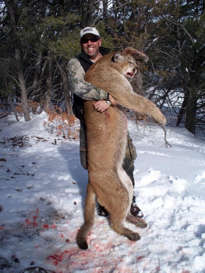 colorado-mountain-lion-hunting Mountain Lion “The Large Cat” ... Most Hidden Facts
