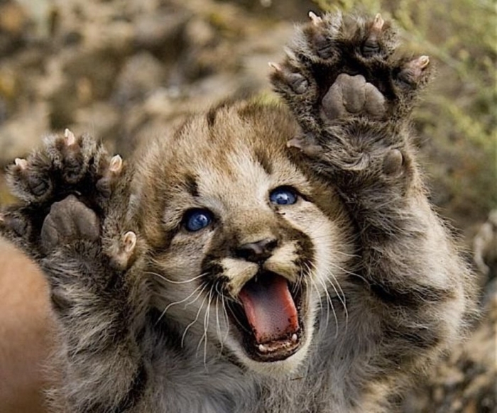 cute-baby-mountain-lion