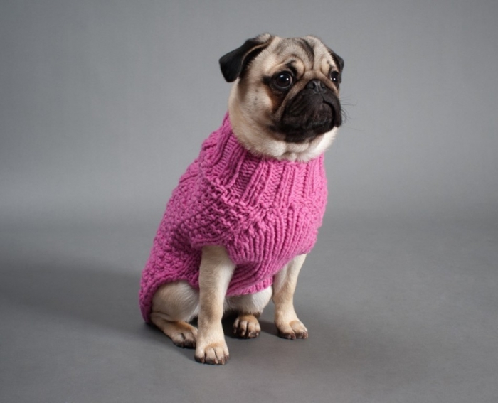 dogs-94-1024x830 Top 25 Breathtaking Dog Sweaters for Your Dog