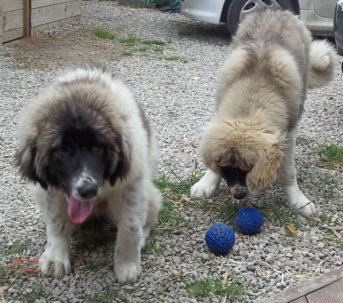 fci-caucasian-ovcharka-puppies-champion-bloodlines-51db20c263bc4