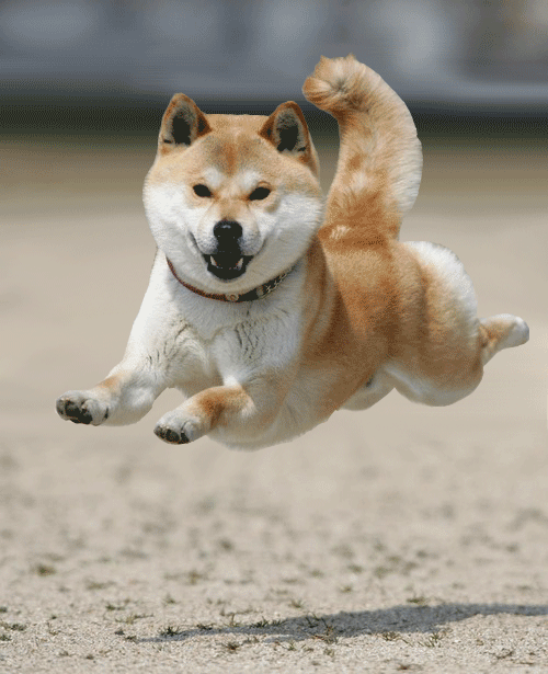 giphy What is The Dog Breed Shiba Inu Puppies?