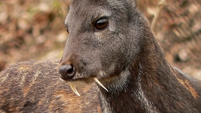 Take a Look at the Scary Vampire Deer before It Disappears 14 kashmir-musk-vampire-deer-afghanistan_h