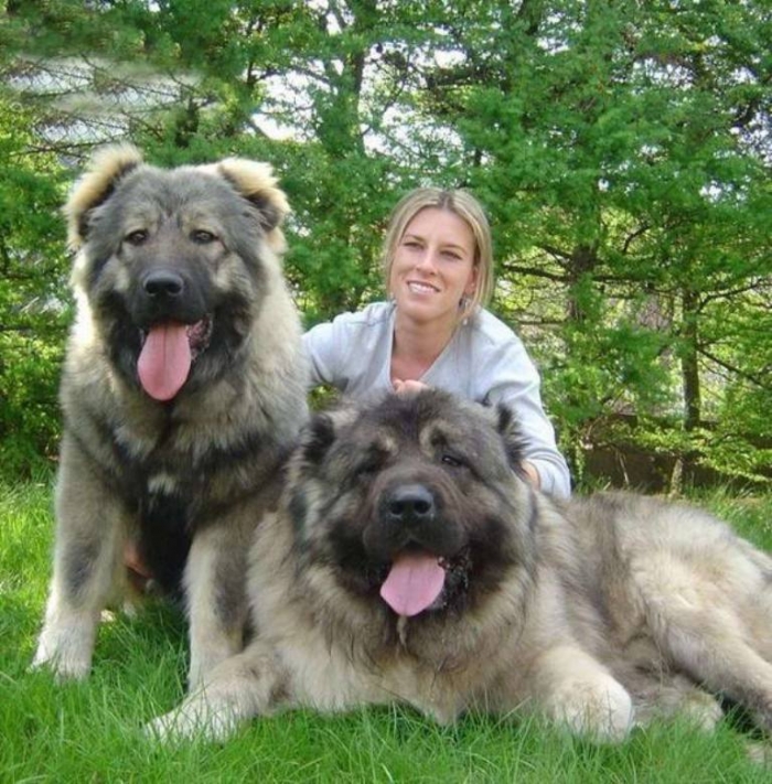 king-of-dogs-04 Top 7 Strangest Caucasian Mountain Dog Facts