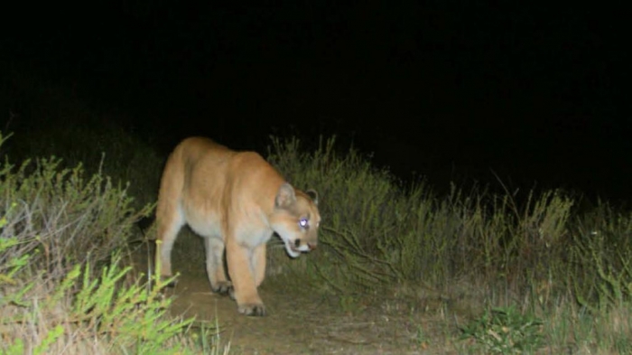 la-me-griffith-park-mountain-lion-pictures-001 Mountain Lion “The Large Cat” ... Most Hidden Facts