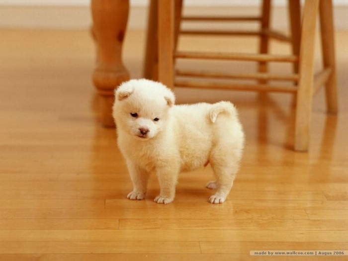 What is The Dog Breed Shiba Inu Puppies? 20 lovely_puppy_dog_wallpaper_Vol_124_FC082