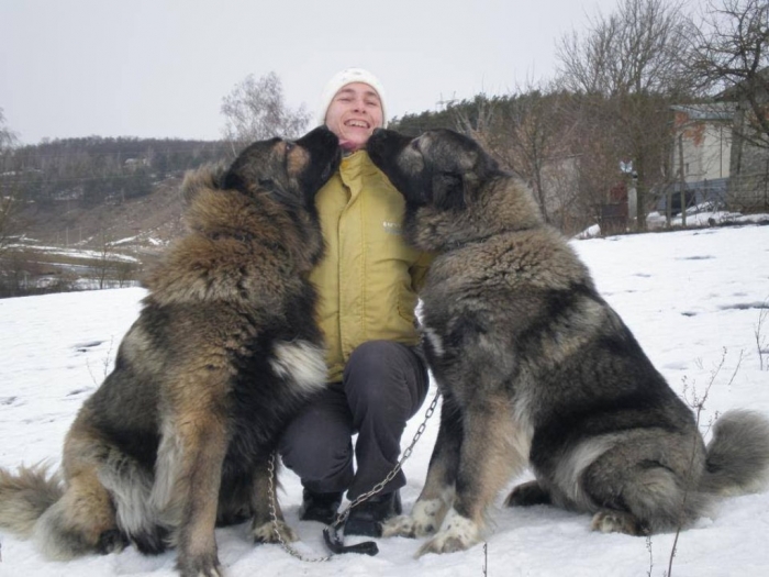 maxresdefault. Top 7 Strangest Caucasian Mountain Dog Facts