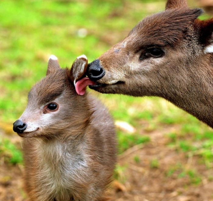 Take a Look at the Scary Vampire Deer before It Disappears 6 morebabytuftedddeer