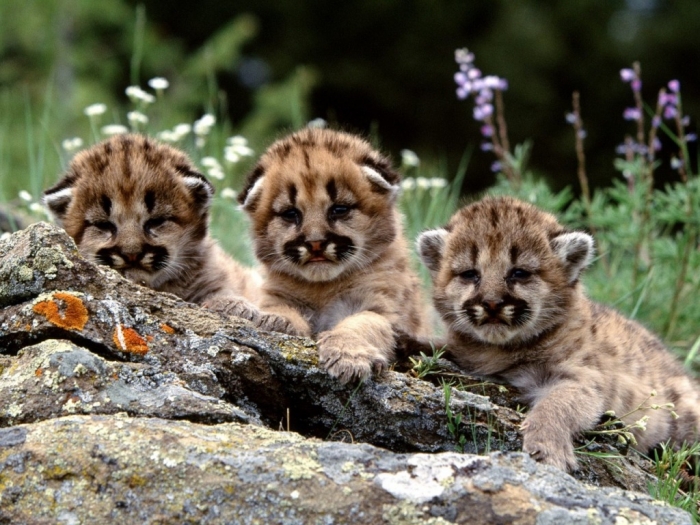 Mountain Lion “The Large Cat” ... Most Hidden Facts 7 mountain-lion-cub
