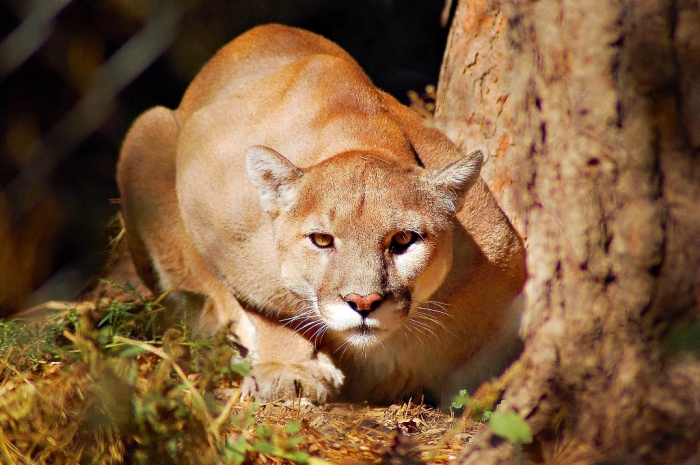 mountain-lion-jr2012 Mountain Lion “The Large Cat” ... Most Hidden Facts