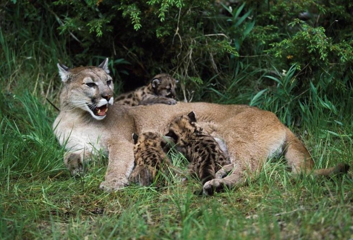 mountain-lion-nursing-cubs-david-ponton Mountain Lion “The Large Cat” ... Most Hidden Facts