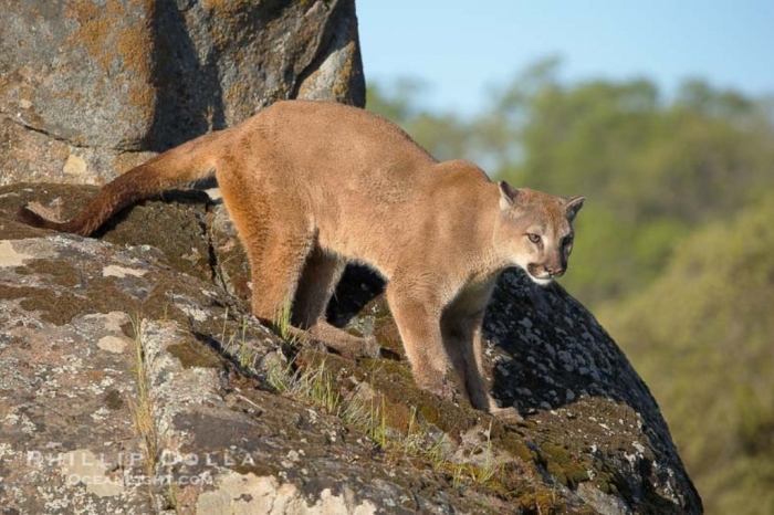 puma-concolor-mountain-lion-photo-15792-677246 Mountain Lion “The Large Cat” ... Most Hidden Facts