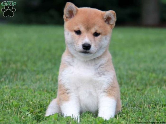 pup_x_1372473619_0 What is The Dog Breed Shiba Inu Puppies?