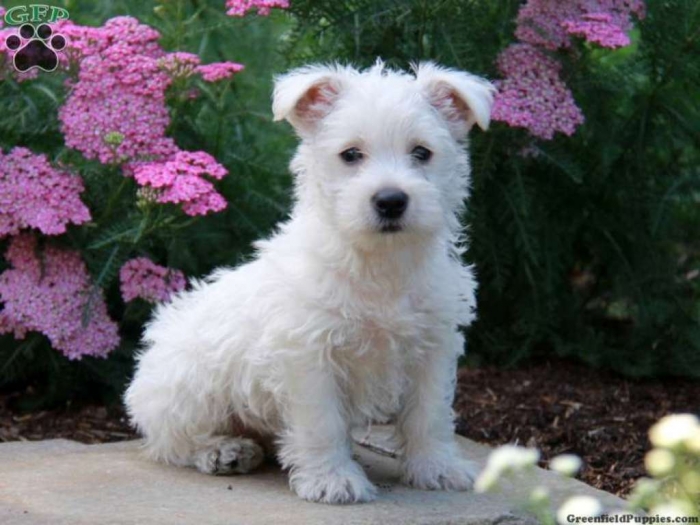 pup_x_1372557277_0 5 Most Hidden Facts About Westie Puppies ... [Exclusive]