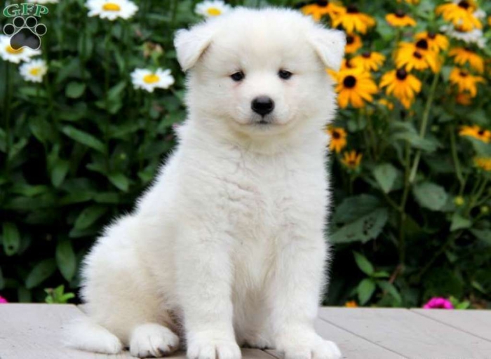 Do You Like the Fluffy Samoyed Puppies? 3 pup_x_1374703741_1