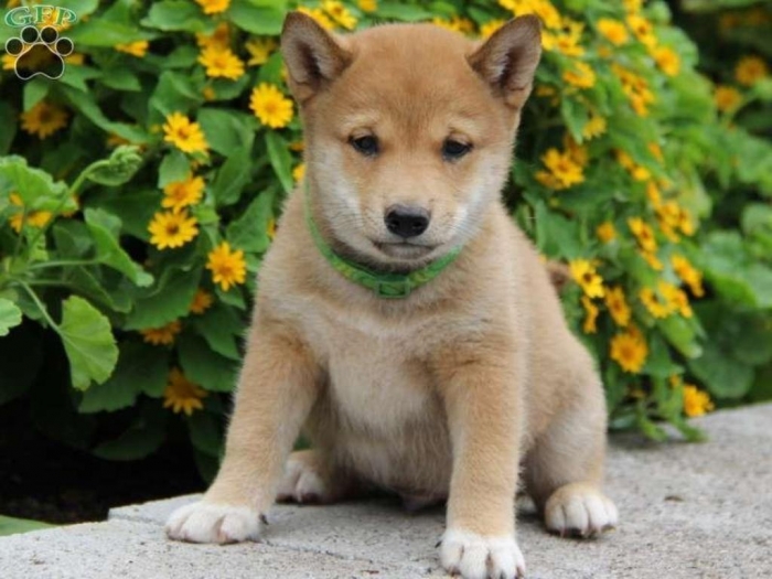 What is The Dog Breed Shiba Inu Puppies? 18 pup_x_1377523104_0