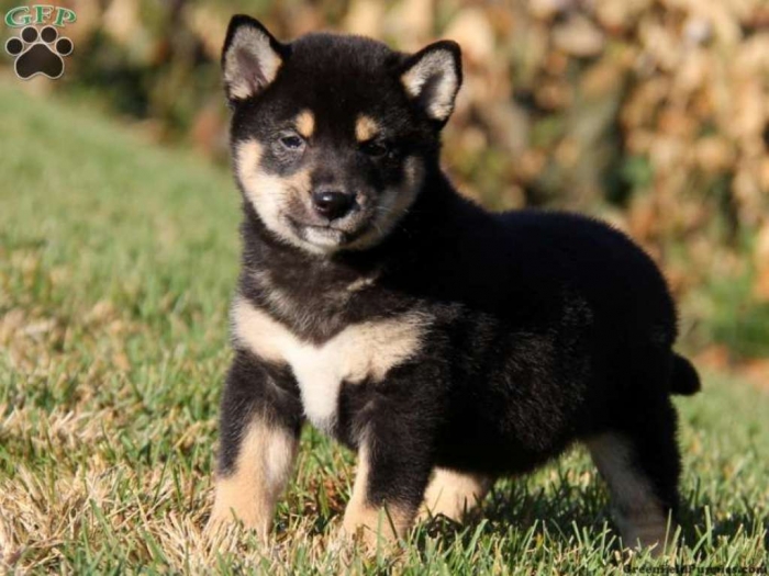 What is The Dog Breed Shiba Inu Puppies? 13 pup_x_1383097663_0