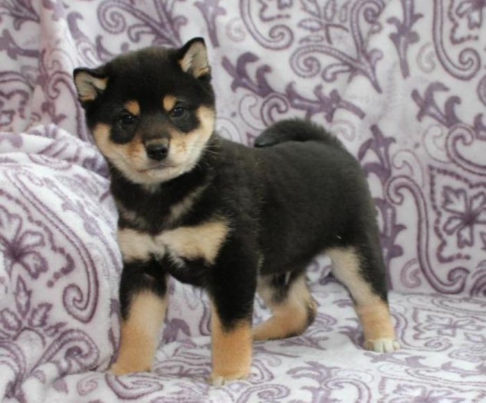 puppies_for_sale_in_pa_3343_1 What is The Dog Breed Shiba Inu Puppies?