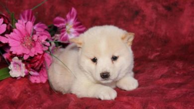 puppy shiba inu for sale puppiesforsaleinpa33481 What is The Dog Breed Shiba Inu Puppies? - 1