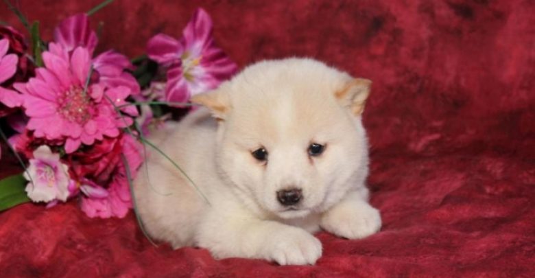 puppy shiba inu for sale puppiesforsaleinpa33481 What is The Dog Breed Shiba Inu Puppies? - Shiba Inu puppy 1