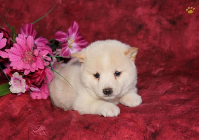 What is The Dog Breed Shiba Inu Puppies? 17 puppy-shiba-inu-for-sale-puppiesforsaleinpa33481