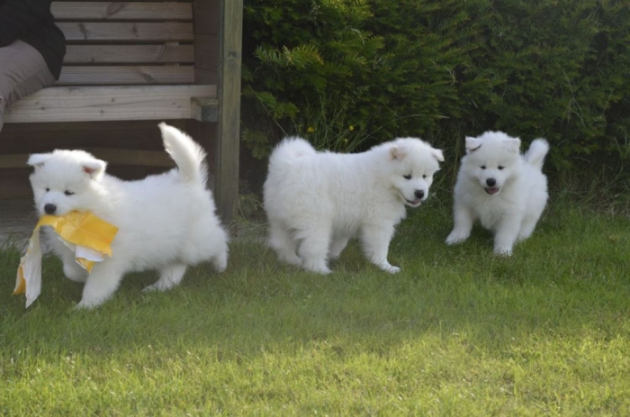 Do You Like the Fluffy Samoyed Puppies? 8 samoyed-puppies-ready-now-51d705fe41856